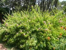 Image result for Ruspolia australis