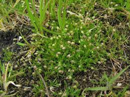 Image result for Basananthe apetala