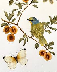 Image result for Combretum apiculatum