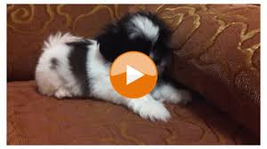 And who doesn't love shih tzus? Fluffy Shih Tzu Puppy Plays Shih Tzu Daily