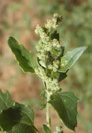 Image result for Chenopodiastrum murale