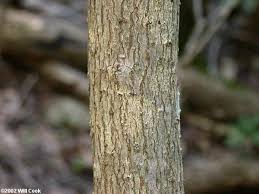 Image result for Chionanthus niloticus