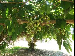 Image result for Ficus sur