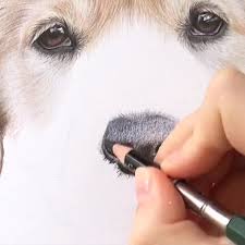 Renkli Kuru Boya Kullanarak Kopek Cizimi Video In 2020 Dog Nose Nose Drawing Color Pencil Art