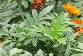 We did not find results for: O Night Flowering Jasmine Or Gangasiveli Nyctanthes Arbor Tristis Download Scientific Diagram