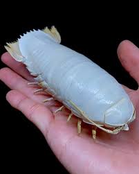 Image result for Isodon ramosissimus