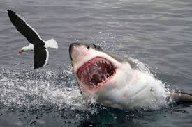 Inter.net no contract residential phone and internet service offering no contract phone and internet service so you can try something different and better with absolutely no risk or obligation for one low price. The 10 Most Dangerous Sharks Howstuffworks