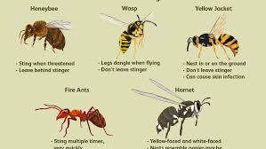 Overview Of Bee Sting Reactions And Allergies
