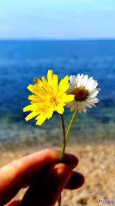Magical Nature Photo Yellow Flowers Hand Pictures Nature