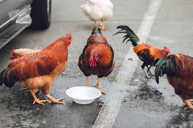 Memberikan pakan ayam petelur yang baik dengan nutrisi yang tepat dalam memilih pakan sehingga ayam akan menjadi lebih cepat bertelur. Tips Memberikan Air Minum Untuk Ayam Petelur Dengan Tepat Artikel Pertanian Terbaru Berita Pertanian Terbaru