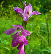 Image result for Gladiolus magnificus