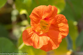 Image result for Tropaeolaceae