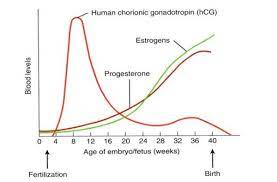 The Guide To Understanding Hormones In Pregnancy And Their Roles Hercottage