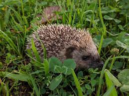 But how much do you know about these spiky mammals—other than how cute they look when getting a bath? I Found A Hedgehog In My Garden Aww