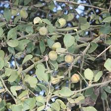 Image result for Balanitaceae