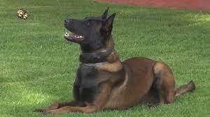 El pastor belga malinois es una raza de animal muy activa y enérgica destinada para el trabajo duro, con muchas exigencias, no es un perro hogareño. Pastor Belga Malinois Youtube