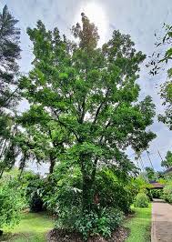 Image result for Swietenia