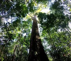 First discovered on august 25, 2006, the hyperion is known as the highest tree in the world. Researchers Discover The Tallest Known Tree In The Amazon Science Smithsonian Magazine