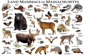 Land Mammals Of Massachusetts Poster Print Massachusetts Etsy Mammals Animals Poster Prints