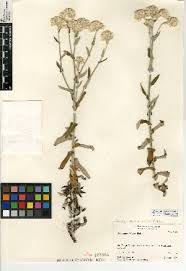 Image result for Pseudognaphalium oligandrum