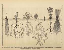 Scare O Lina Ebeid On Twitter Roots Drawing Botanical Sketchbook Ecology