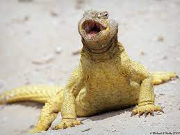 Biawak padang pasir is on facebook. 1kedai Dotcom Kisah Biawak Padang Pasir Yang Berbicara
