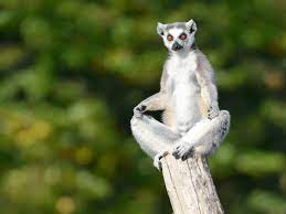 Breathtaking Pictures Of African Wildlife African Wildlife Funny Animal Pictures Lemur