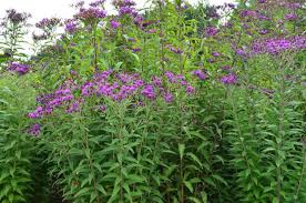 Image result for Vernonia turbinella