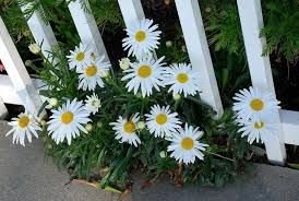 Looking for a good deal on flower girlfriend? 10 Unusual Flower Choices For A Girlfriend Gardening Channel