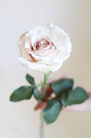 Last night's humidity and thunderstorm and today's windy cool. All About Roses Justinecelina