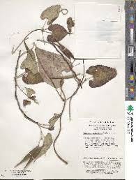 Image result for Cynanchum obtusifolium