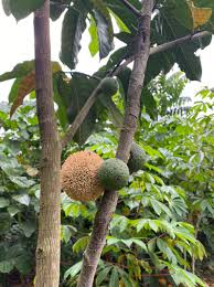 Image result for Treculia