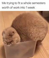 Nothing Can Wake This Cat Not Even A Piano Playing In Its Ears Too Funny Video Video Funny Cute Cats Cute Cat Memes Funny Cat Memes