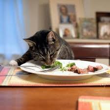 Is It Okay To Feed Your Cat Table Scraps The Conscious Cat Cats Cat Vet Pet Care