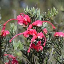 Image result for Hermannia glanduligera