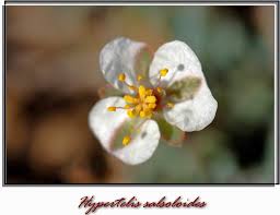 Image result for Hypertelis