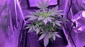 Advance spectrum led grow lights: Help Dreamberry Autoflower Day 38 Week 5 First Grow Soil Issue 600w Led Light No Ventilation Or Fan Autoflowers