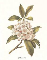 Laurel Flowers Specifically The Mountain Laurel Are Associated With Ambition And Perseverance Laurel Tattoo Mountain Tattoo Art