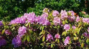Wann sich die ersten blüten am rhododendron öffnen, ist stark von der witterung im spätwinter und frühjahr abhängig. Rhododendron Richtige Pflege Fur Eine Schone Blute Utopia De