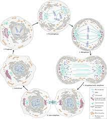 What happens after an animal cell completes telophase. Membrane And Organelle Dynamics During Cell Division Nature Reviews Molecular Cell Biology