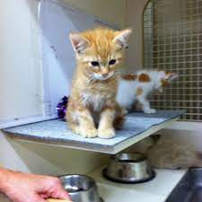 Check spelling or type a new query. Cute Cat At Petco Petco Cute Cat Cats