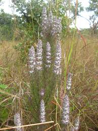 Image result for Vernonia karaguensis