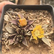 Image result for Nananthus