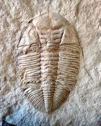 Image result for Tricalysia niamniamensis