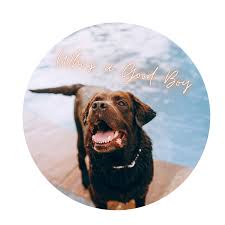 While there are treatments and methods for achieving remission or even curing cancer in dogs, each. Cancer In Dogs Pup Town Spaw Llc
