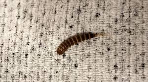 He charged me $300 to treat my place. How To Get Rid Of Bed Worms Quickly And Naturally