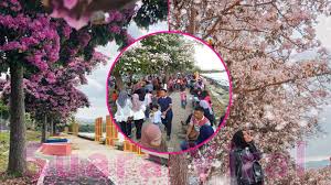 Bunga sakura di sumba ©qubicle.id. Subhanallah Cantiknya Dah Macam Kat Jepun Musim Bunga Sakura Mewarnai Daerah Tawau Suara Viral Malaysia