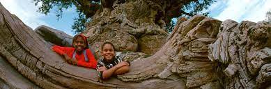 Dvc annual passes can be purchase through disney vacation club for both disneyland and walt disney world. Does Dvc Still Offer The Gold Annual Pass To Plandisney
