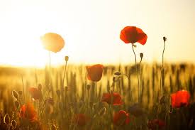 Check spelling or type a new query. Poppy Flower Meaning And Symbolism Flower Glossary