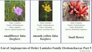 Image result for Sopubia mannii